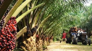 oil palm farmers plantation