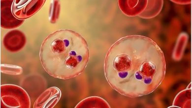 Understanding How the immune system deals with malaria
