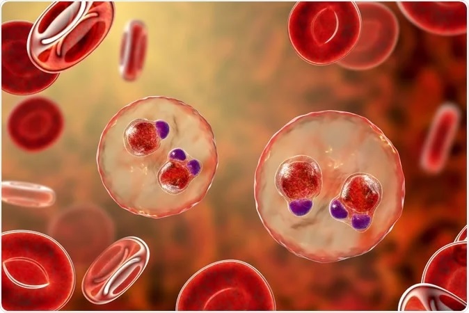 Understanding How the immune system deals with malaria