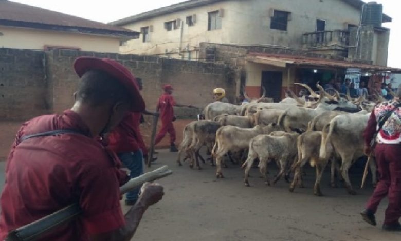 Ondo, Amotekun