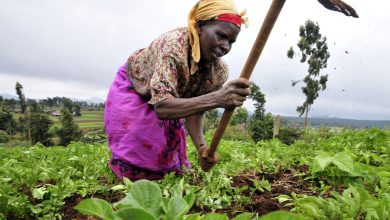 AfDB okays $1.5b food fund for 20m farmers