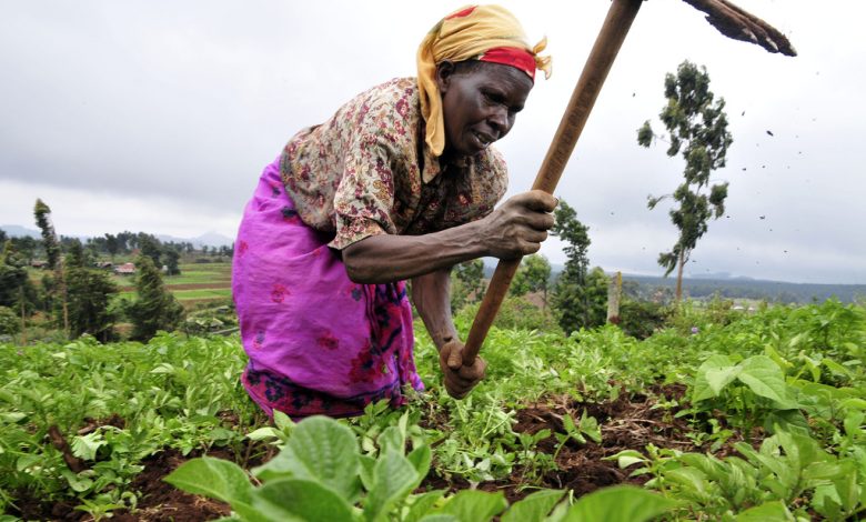 AfDB okays $1.5b food fund for 20m farmers