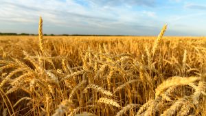 Wheat farm