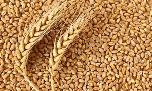 Federal government to avert collapse of wheat value chain