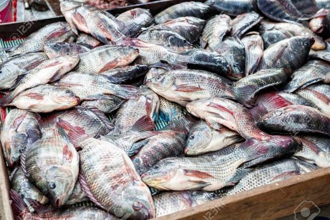 fish