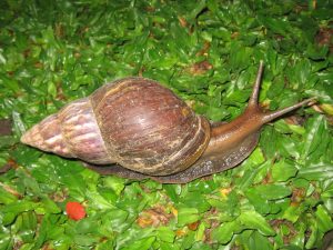 african giant snail