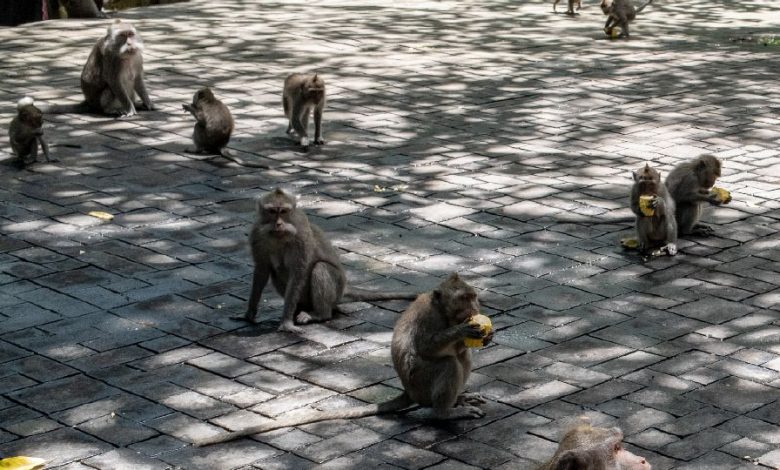 Marauding monkeys