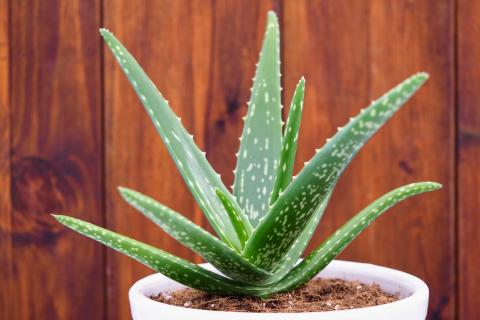 aloe vera plant