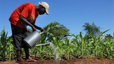 Stakeholders seek climate finance, investment mobilisation for agricultural adaptation