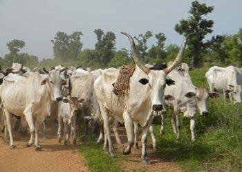 Delta Community Bemoans Herdsmen Attack