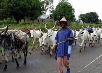 Bayelsa farmers count losses as herdsmen's cattle invade farms