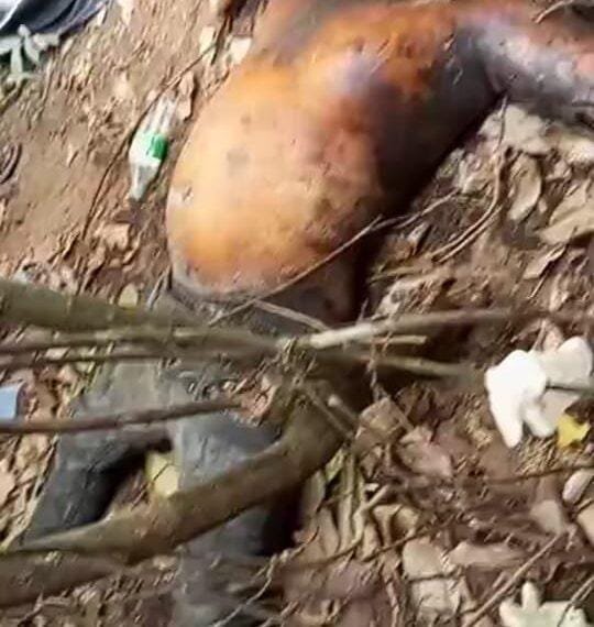 Decomposing Body of Kidnapped Man Found in Delta Community...