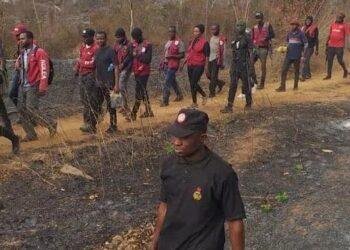 13 Arrested, 255 Hectares of Cannabis Farms Destroyed by NDLEA in Ondo