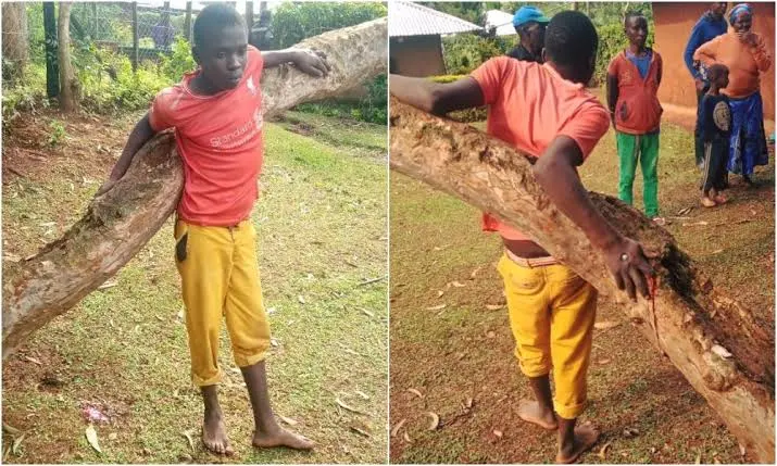 Man nailed to tree for stealing radio