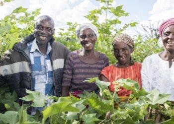 Key Crops Face Major Shifts as World Warms