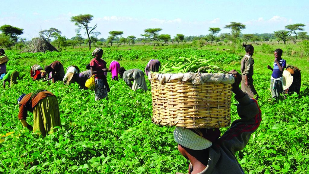 FG to train young farmers abroad on livestock, crop production