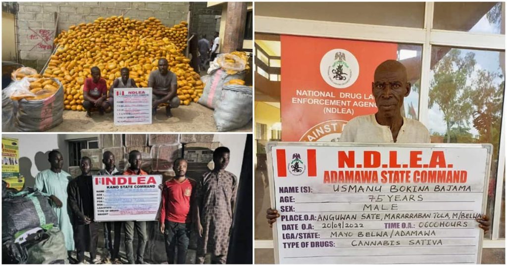 NDLEA nabs 75-year-old grandpa, 21 others over tons of illicit drugs