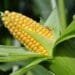 Environmental activists carpet FG for approving GMO TELA Maize