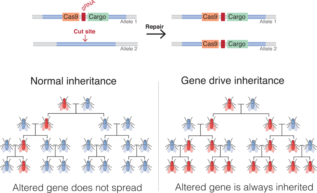 gene
