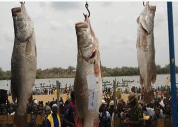 Nwonyo lnternational