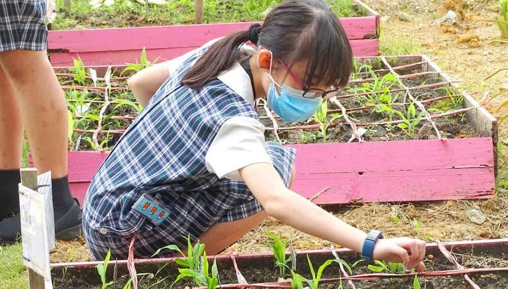 The Importance of School Farms