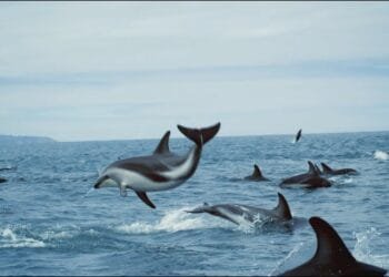 German varsity alerts to unprecedented warming of the western Pacific Ocean