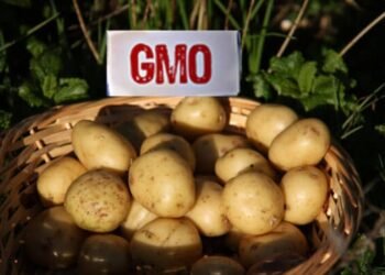 Again, CSOs firmly reject genetically modified potatoes, other GM crops