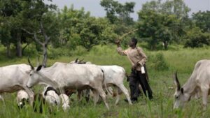 Delta Govt declares open grazing biggest threat to agriculture, pledges strict enforcement of Anti-Grazing Law