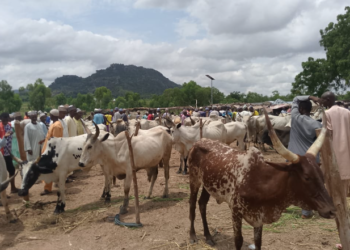 Taraba Cattle Market booms, attracts buyers from neighboring states, Cameroon
