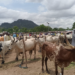 Taraba Cattle Market booms, attracts buyers from neighboring states, Cameroon