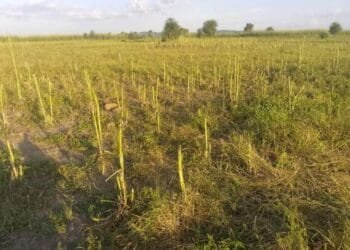 Communities demand local security forces to curb Farmer-Herder conflicts in Yobe