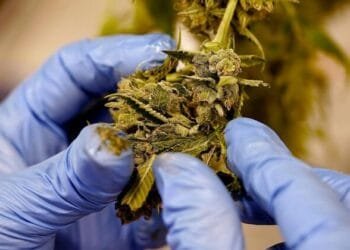 Oba Ewuare advocates for cannabis legalisation on medical, economic grounds