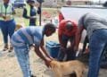 Enugu Governor launches campaign to eradicate Rabies, urges Dog vaccination