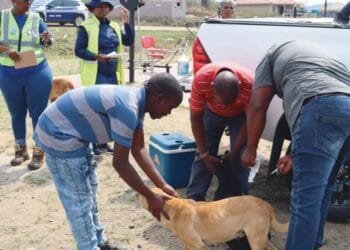 Enugu Governor launches campaign to eradicate Rabies, urges Dog vaccination