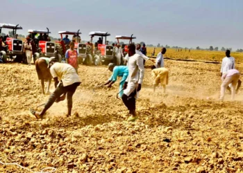 Ministry of Agriculture empowers over 200,000 Wheat farmers in historic drive