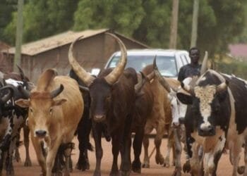 Security agencies frustrating enforcing ban on open grazing, says Delta assembly