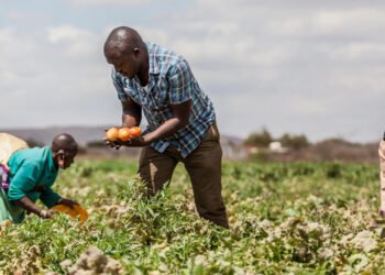 Agriculture backbone of Africa's economy, says African Union