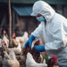 Kano health commissioner allays fears over rumour of bird flu outbreak