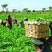 Enugu registers 60,000 verifiable farmers in 18 months