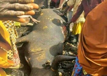 Houses razed, cattle lost in Kano fire incident