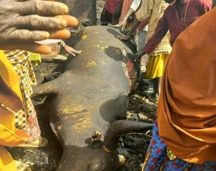 Houses razed, cattle lost in Kano fire incident