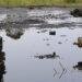 Gokana LG stakeholders give conditions for restarting oil exploration in Ogoni