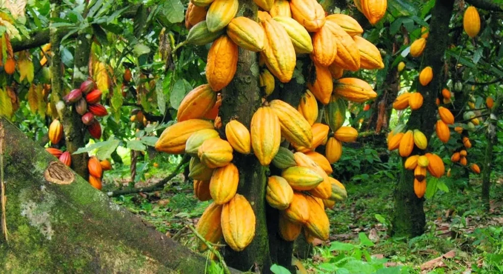 cocoa plantation