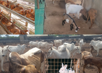 Livestock development to unlock Nigeria’s Agricultural wealth- Minister