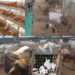 Livestock development to unlock Nigeria’s Agricultural wealth- Minister