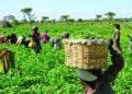 FG makes strides in poverty reduction through NPRGS Program