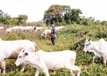 Protest rocks Bayelsa as Supreme Egbesu, farmers kick against open grazing