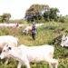 Protest rocks Bayelsa as Supreme Egbesu, farmers kick against open grazing