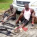 Police arrest 3 suspects for gun running, recover arms, ammunition in Delta