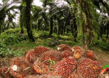 Cross River opens technical bids for revitalization of oil palm estates